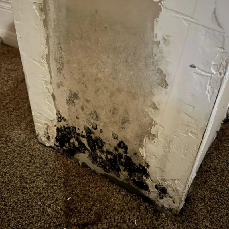 Professional Mold Removal in Inkerman, PA